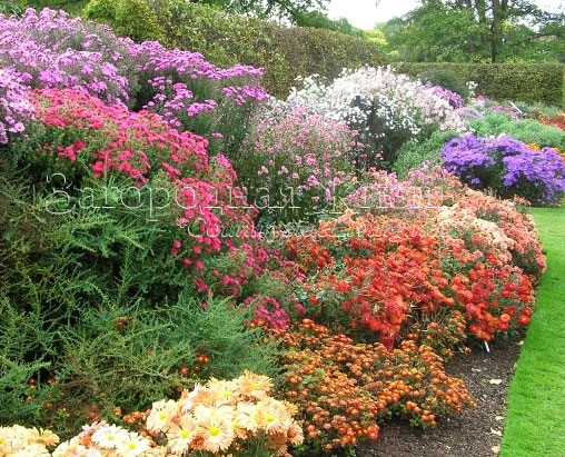 Хризантемы, анемоны, астры, георгины... Осенние цветники в Ботаническом саду Королевского садоводческого сообщества Великобритании в Уизли (Суррей, ю. Англия) 