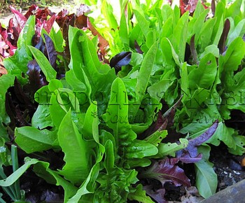 Листовой салат из магазина в горшочке, высаженный на приподнятую грядку в огород через несколько недель