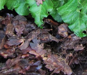 Мульчирование. Полуготовый листовой перегной в качестве мульчи (мульчирующего материала) под ревенем в моем саду