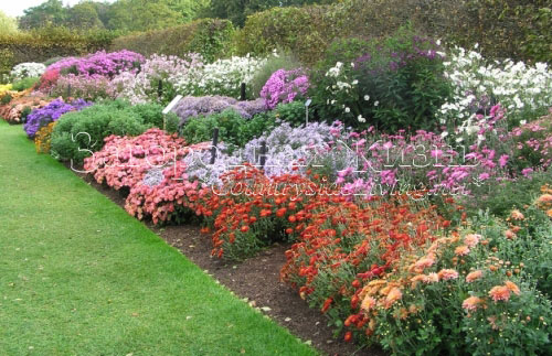 Осенние цветники в Ботаническом саду Уизли, Англия