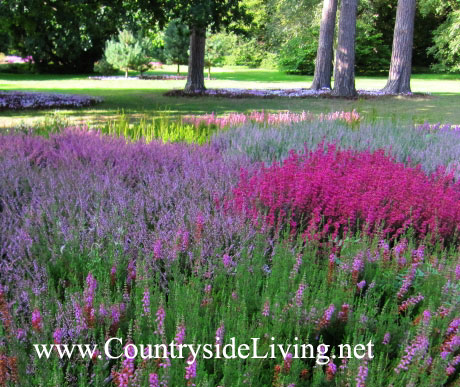 Сад вересков в ботаническом парке Уизли, ю. Англия