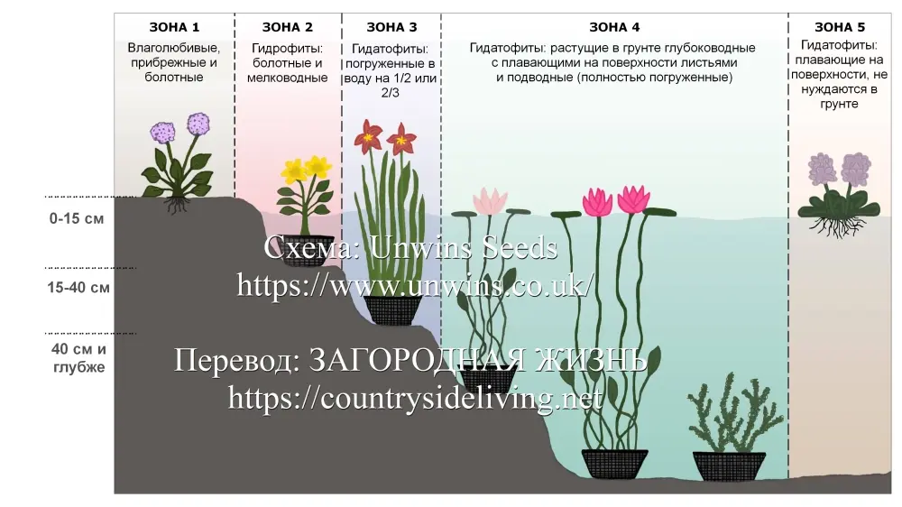 Растения для пруда (водные растения), схема. Типы водных растений для садового пруда на даче