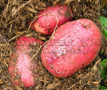 Картофель. Выращивание в мешках, бочках, соломе. Красный сорт Duke of York на моем огороде