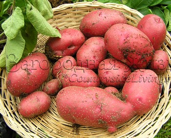 Картофель, выращивание. Сорт Red Duke of York, который я вырастила в контейнере