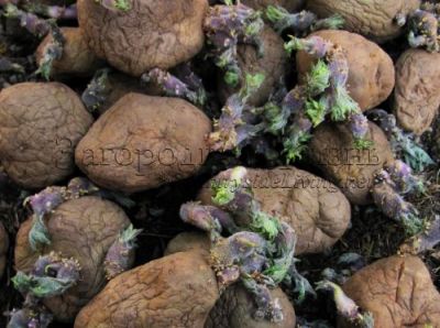 Проращивание картофеля перед посадкой. Этот картофель дал прекрасный урожай как в соломе, так и в мешках