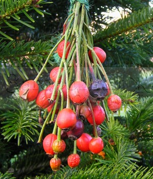 Украшение новогодней елки в природном стиле. Засушенные ягоды шиповника как елочная игрушка