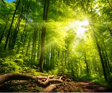 Летнее солнцестояние. Солнце светит сквозь кроны деревьев в лесу