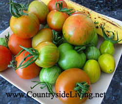 Мои томаты. Собранные на стадии бурого цвета помидоры положите в комнате рядом с бананом, чтобы они дозрели