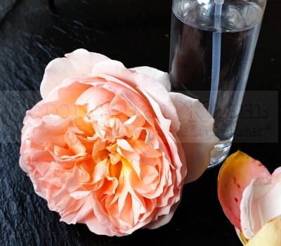 Розовая вода, рецепт. Гидролаты, приготовленные методом паровой дистилляции, всегда прозрачные. Английская роза Evelyn.