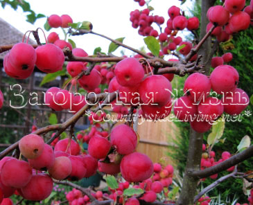 Осень в моем саду. Дикая яблонька, сплошь усыпанная яблоками