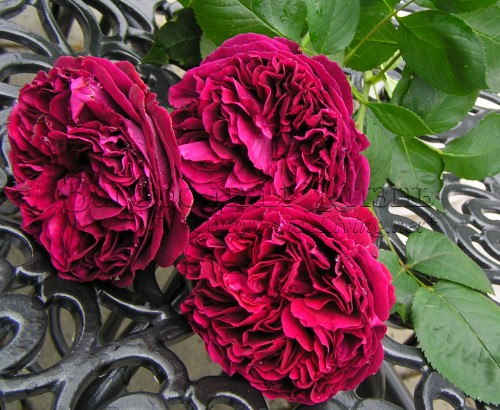 Остинки -- лучшие розы для домашнего производства розовой воды. Английская роза Фальстаф (Rosa Falstaff)