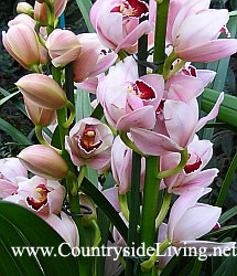 Цимбидиум (симбидиум), орхидея. Уход, фото, содержание, пересадка, цветение