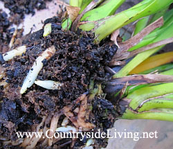 Орхидея цимбидиум (Cymbidium). Старые и новые корни срослись в плотный ком. Деление и пересадка