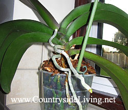 Фаленопсис, орхидея. Здоровая корневая система и воздушные корни над горшком