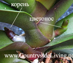 Орхидея фаленопсис. Как отличить корень от цветоноса в начале роста