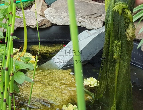 Нитчатые водоросли в пруду. Как очистить пруд от нитчатки