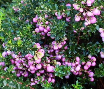 Гаультерия (пернеттия) остроконечная мукроната с розовыми ягодами