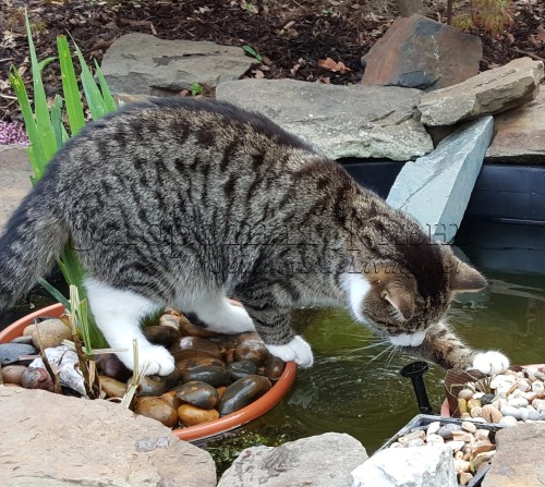 Пруд своими руками. Наш кот Джаспер исследует садовый пруд
