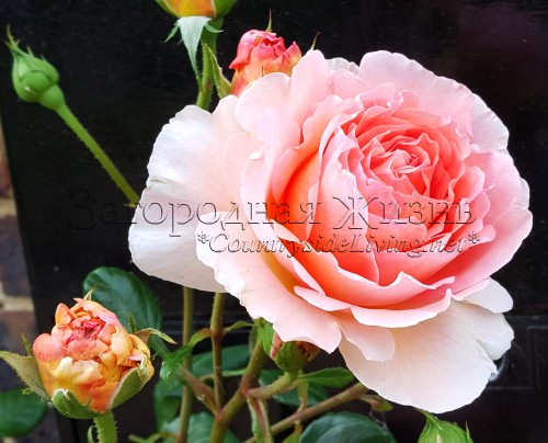 Английская роза-шраб Абрахам Дерби (Дарби, роза Абрахам, роза Дерби) 