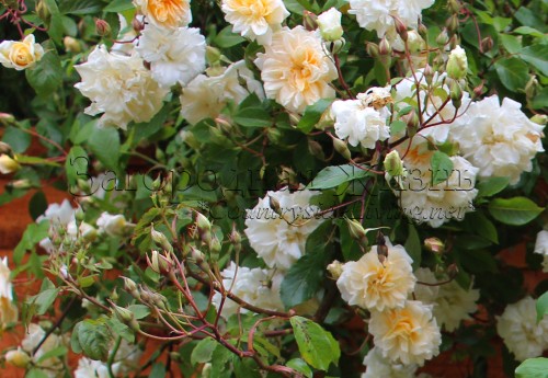 Старинная роза Алистер Стелла Грай, 'золотой рамблер'
