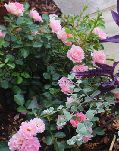 Роза почвопокровная Sommerwind / Surrey (Соммервинд / Суррей) в моем саду, цветение