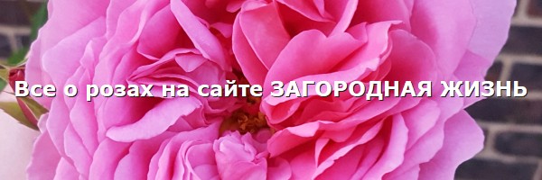 Розы: фото, описание, сорта, отзывы. Садовые розы на сайте ЗАГОРОДНАЯ ЖИЗНЬ