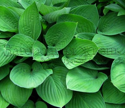 Хоста (Hosta). Почвопокровное растение для полутенистых и тенистых цветников