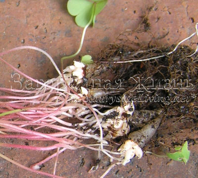 Кислица прямая (Oxalis stricta) - злостный корневищный сорняк