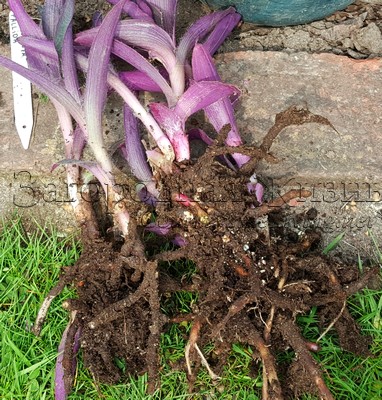 Размножение делением корней. Традесканция фиолетовая (Сеткреазия пурпурная) Паллида