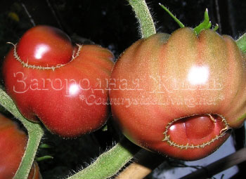 Болезни томатов. Деформация ‘кошачья морда’ на томатах сорта Черный русский