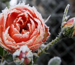 Розы - зимнее укрытие в холодных регионах