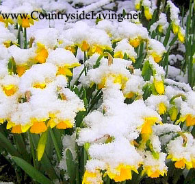 Нарциссы под снегом, февраль в моем саду. Снег и заморозки не мешают цветению нарциссов
