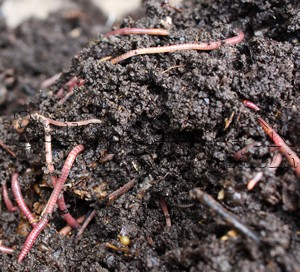 Дождевые черви разлагают органику и производят компост