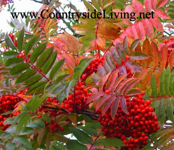 Рябина обыкновенная красная (Sorbus aucuparia)