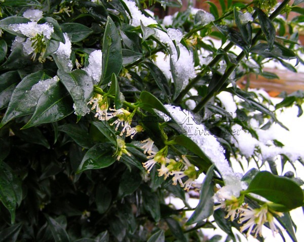 Саркококка сомнительная в моем саду. Цветение под снегом, январь (Sarcococca confusa)