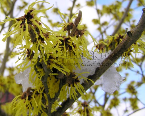 Сад зимой. Гамамелис - ведьмин орех цветет (Hamamelis)
