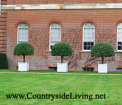 Штамбовые деревья в кадках - самая традиционная форма топиари. Clandon Park, г-во Суррей, Англия