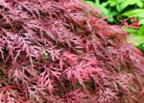 Japonský červený vějířový javor. Acer palmatum Dissectum Atropurpureum