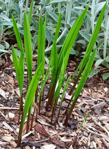 Ацидантера (Гладиолус Мюриэл, Gladiolus murielae) в корзине для луковичных