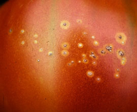 Белые (желтые) пятна на плодах помидора - болезнь антракноз томата