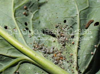 Гусеницы на листе зеленой капусты кейл