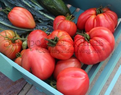 Болгарские помидоры. Крупные томаты 'Бычье сердце' с мягким вкусом