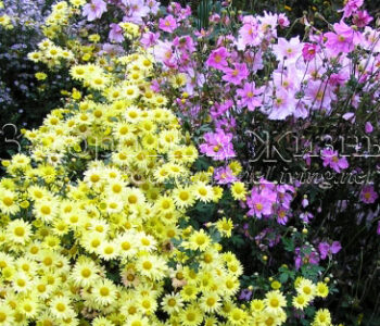 Фото. Хризантема кустовая 'Early Yellow' и японские анемоны на осеннем цветнике.