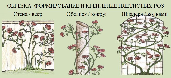 Systém. Prořezávání a tvarování popínavých růží na podpěry: stěna, obelisk, mřížovina.