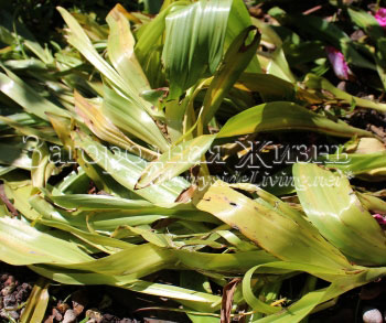 Безвременник осенний (колхикум), отмирающие листья в июне