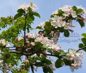 Декоративная яблоня сорта 'Ред Сентинел'. Цветение, апрель