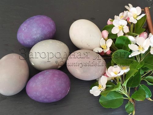 Яйца, крашеные натуральными красителями на Пасху. Пасхальные яйца в домашних условиях