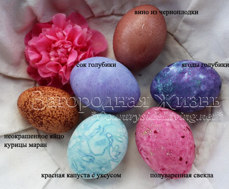 Крашеные яйца на Пасху. Натуральные красители в домашних условиях