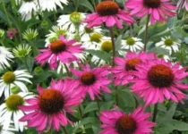 Эхинацея пурпурная (Echinacea purpurea), группа Lustre Hybrids.