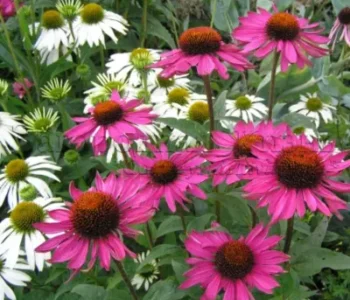 Эхинацея пурпурная (Echinacea purpurea), группа Lustre Hybrids.